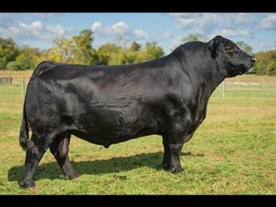 Black-Agnus-Cattle