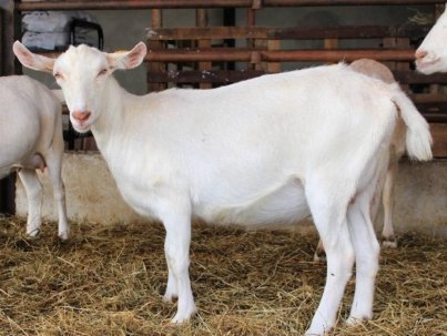 CHEAP-PRICE-HIGH-MILKING-SAANEN-GOATS-AND-1