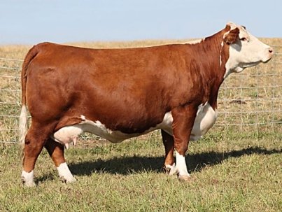 Hereford-Cattle