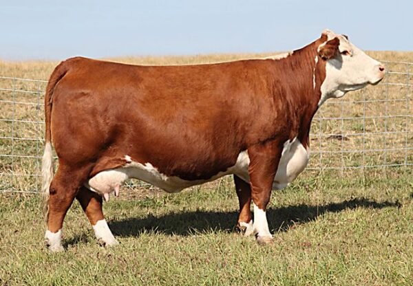 Hereford Cattle