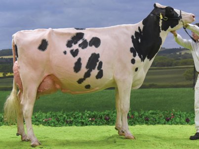 Holstein-Freisan-cattle