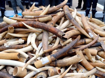 Three tonnes of illegal ivory are displayed on February 6, 2014 in front of the Eiffel tower in Paris. France fired the latest volley in the world's uphill battle against African elephant poaching, crushing three tonnes of illegal ivory at the foot of the Eiffel Tower and urging others to follow suit. The contraband with an estimated street value of 1 million euros ($1.4 million) was fed into a machine and ground, with the powder to be carted off and incinerated. AFP PHOTO / BERTRAND GUAY        (Photo credit should read BERTRAND GUAY/AFP/Getty Images)