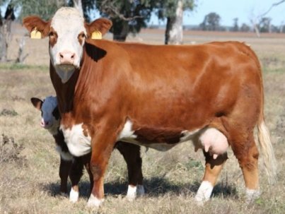 Simmental-Cattle-600x400-1