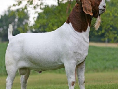 boer-goat-500x500-1