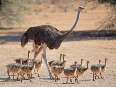 ostrich-chicks-600x400-1