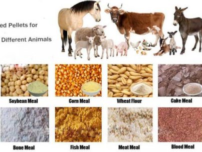 Animal-Feed-Wholesale-600x375-1