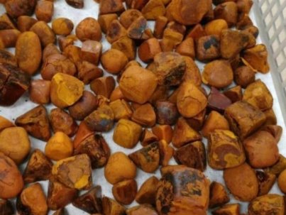 Buy-Ox-Cow-Gallstones-02-600x517-1