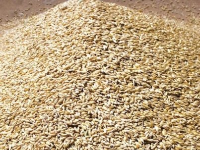 LG-Wheat-Grain-0008-600x493-1