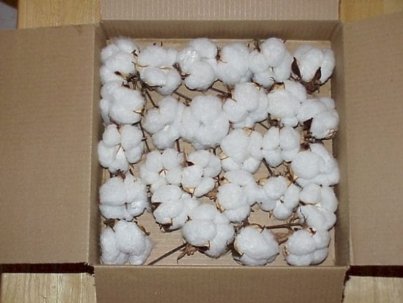 Raw-Cotton-600x450-1