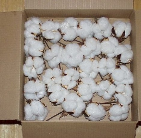 Raw-Cotton-600x450-1