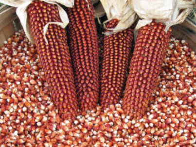 Sell_dried_red_corn