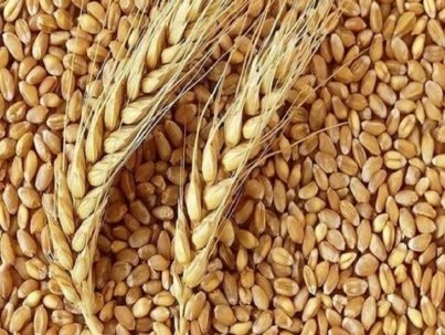 Wheat-Grain