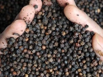 Whole-Black-Pepper-Wholesale