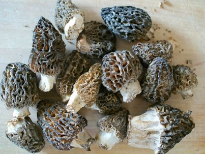 black-morel-mushrooms