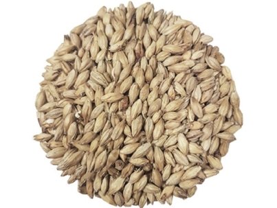 bulk-barley-Malted-Barley