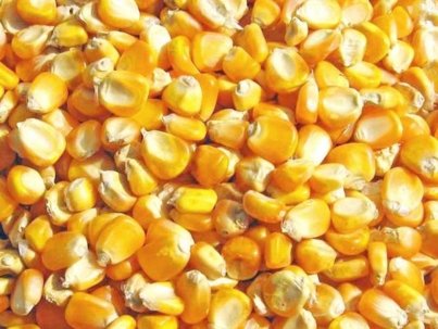 dried-yellow-corn